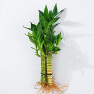 Fresh hydroponic monoculture Lucky Bamboo/ Lucky Bamboo Pyramid/Dracaena Sanderiana/Chinese Lucky Ba