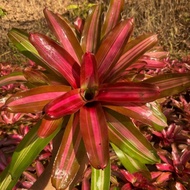 Neo Caro X Fire ball by Gha Garden House