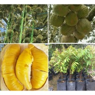 anak pokok durian musang king