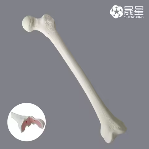Simulated Bone of Femur Sawbones Pseudobone Workshop Preoperative Practical Training Exercise Human 