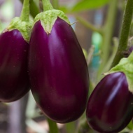 100 เมล็ด เมล็ดผัก มะเขือ สวนครัว ปลูกผักปลอดสาร เหมาะแก่การทำสวน Eggplant Vegetable Seeds สายพันธุ์