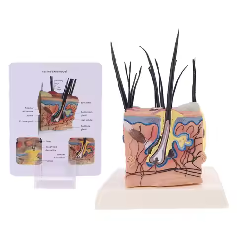 Sick Dog Canine Skin Anatomical Model Veterinary Vet Anatomy Display Teaching Study Research