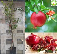 Fruit Tree - Anak Pokok Delima hybrid 石榴树苗 for HOME/GARDEN decoration