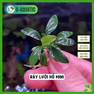 Mini snake plant - aquatic plant with impressive shape, easy to play for beginners