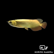 BRBN Golden Crossback Arowana - Arowana Fish - Ikan Kelisa - Aquarium Freshwater Fish / Ikan Air Tawar