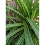 Fresh fragrant pandan leaves 7lb Rp. 2000,- + (bay leaves)