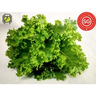 Kale / 羽衣甘蓝 / Curly Kale - No Pesticide Locally Grown Fresh Vegetable
