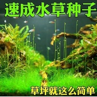 Mini Foreground Grass Large Leaf Pearl Water Grass Seed Fish Tank Landscaping Decoration Cow Hair Gr
