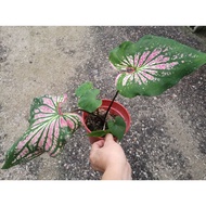 Caladium Thai Beauty