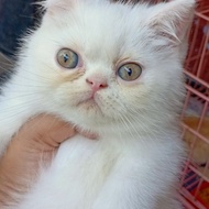 kucing exotic shorthair peaknose good