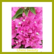 ∰ ┬ ➠ SALE!!! RARE ROOTED BOUGAINVILLEA