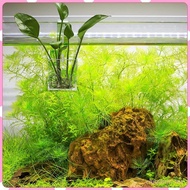 [ChiwanjicdMY] Aquarium Plant Cup Acrylic Mini Plant Stand Aquatic Plant Cup Aquarium Decor