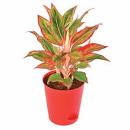 [SG 🇸🇬Store] Aglaonema 'Siam Aurora', Chinese Evergreen (0.3m) - air cleaning, purifying plant (NASA