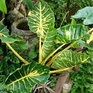Alocasia New Guinea Gold ☆ Very Rare & Unique Plant