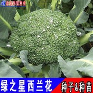 【GA】進口綠之星西蘭花種子 種籽青花菜綠花菜花椰菜綠菜花蔬菜種子 種籽春秋種植hn