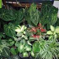 pokok anthurium telinga gajah besar