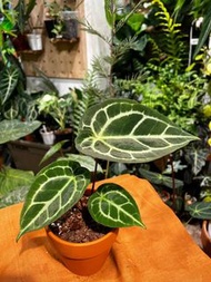 Anthurium crystallinumx 水晶雜交花燭