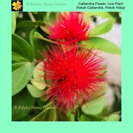 Pokok Calliandra Bunga Kesukaan Kelulut, Calliandra Flower Live Plant