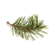 Pine Essential Oil - (Pinus sylvestris)