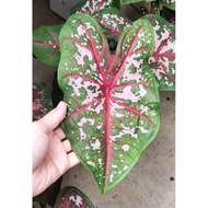 Caladium rare species / Indoor Plant / Real Live Plant / Office Plant / House &amp; Garden