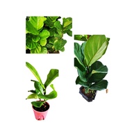 Fiddle-leaf fig (琴叶榕)