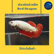 ปลากัด เรด ดราก้อน ตัวเมีย พร้อมรัด ไข่แน่น ปลากัดสวยงาม Red dragon มีประกันสินค้า