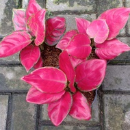 aglaonema super red Anjamani Diskon