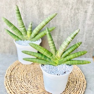 The snake plant purifies the air