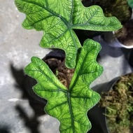 Baby Alocasia Jacklyn Terlaris