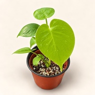 Monstera Deliciosa Banana Super Rare