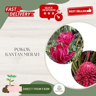 Aryen Nursery || Pokok Kantan (Bunga Merah)