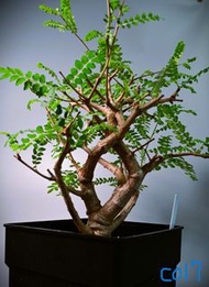 ( 017 / 145 Hold) 尼勒達乳香 / 尼哥乳香　Boswellia neglecta / 塊根植物 Caudex / 龜甲龍、索馬里葡萄甕、念珠橄欖都有賣