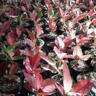 Aglaonema Suksom