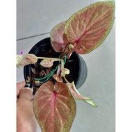 Keladi Thai Hybrid / Double Leaf / Imported Thai Caladium / RARE