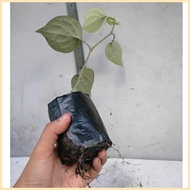 Native Paminta | Black Pepper Live Plant | Rooted cuttings ◐ ◫