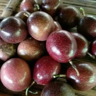 BUAH MARKISA 1 KG MARKISAH MATANG