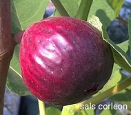 Bibit Buah Tin Salscorleon FC