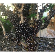 pokok anggur brazil (jaboticaba)