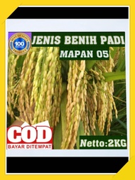 BIBIT BENIH PADI INPARI MAPAN P 05 KWALITAS UNGGUL SUPER GENJAH BERBOBOT berkualitas kemasan 2KG