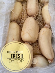 Lotus Root Akar Teratai Import Fresh Segar - 500 Gram
