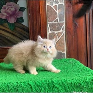 Anak Kucing Kucing Persia Jantan Super Longhair Ready Kak