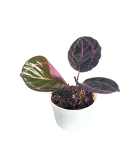 Calathea Dottie Cutting (1 Pc) -  (Seller reference : 2/3LNR)