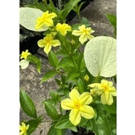Pokok Bunga Dwarf Mussaenda yellow黄萼花(玉叶金花)