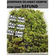 Azolla HYBRID Benih Azola microphylla microfila Mosquito Fern Aquatic Floating Plant pokok kiambang