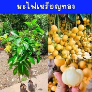 มะไฟเหรียญทอง รูปทรงผลกลมโตเต็มที่มีขนาดใหญ่กว่าเหรียญ 10 บาทไทย เปลือกผลหนา ผลดิบสีเขียว เมื่อสุกเป