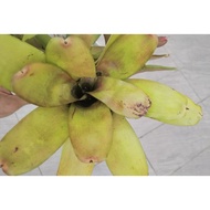 bromeliad neoregelia Hybrid #4