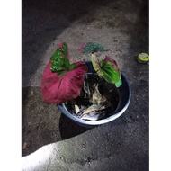Pokok keladi tumpah cat import from thai
