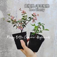 Lee Cherry 姬樱桃/李氏樱桃 Mini sakura bonsai 【7cm pot】Anak Pokok 小苗