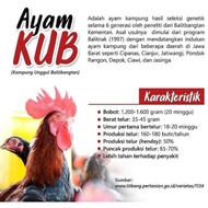 TELUR AYAM KUB PARENT STOK INDUKAN JUMBO UNTUK DITETASKAN