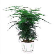 Green plants Home Decoration seed Artificial plant Asparagus asparagus baik untuk menanam tanaman hi